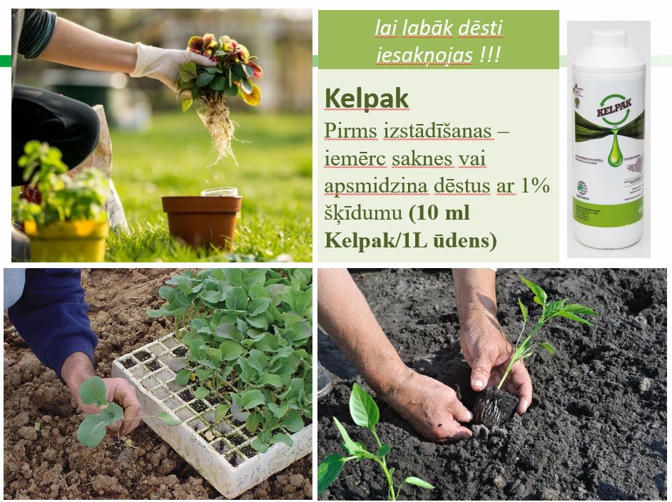 Mēslojums veicina augšanu un apsakņošanos Kelpak 125ml