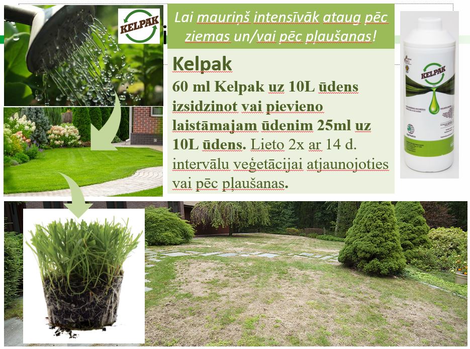 Mēslojums veicina augšanu un apsakņošanos Kelpak 125ml