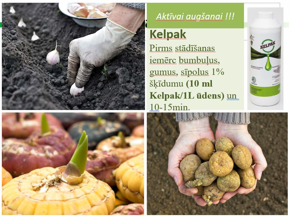 Mēslojums veicina augšanu un apsakņošanos Kelpak 125ml