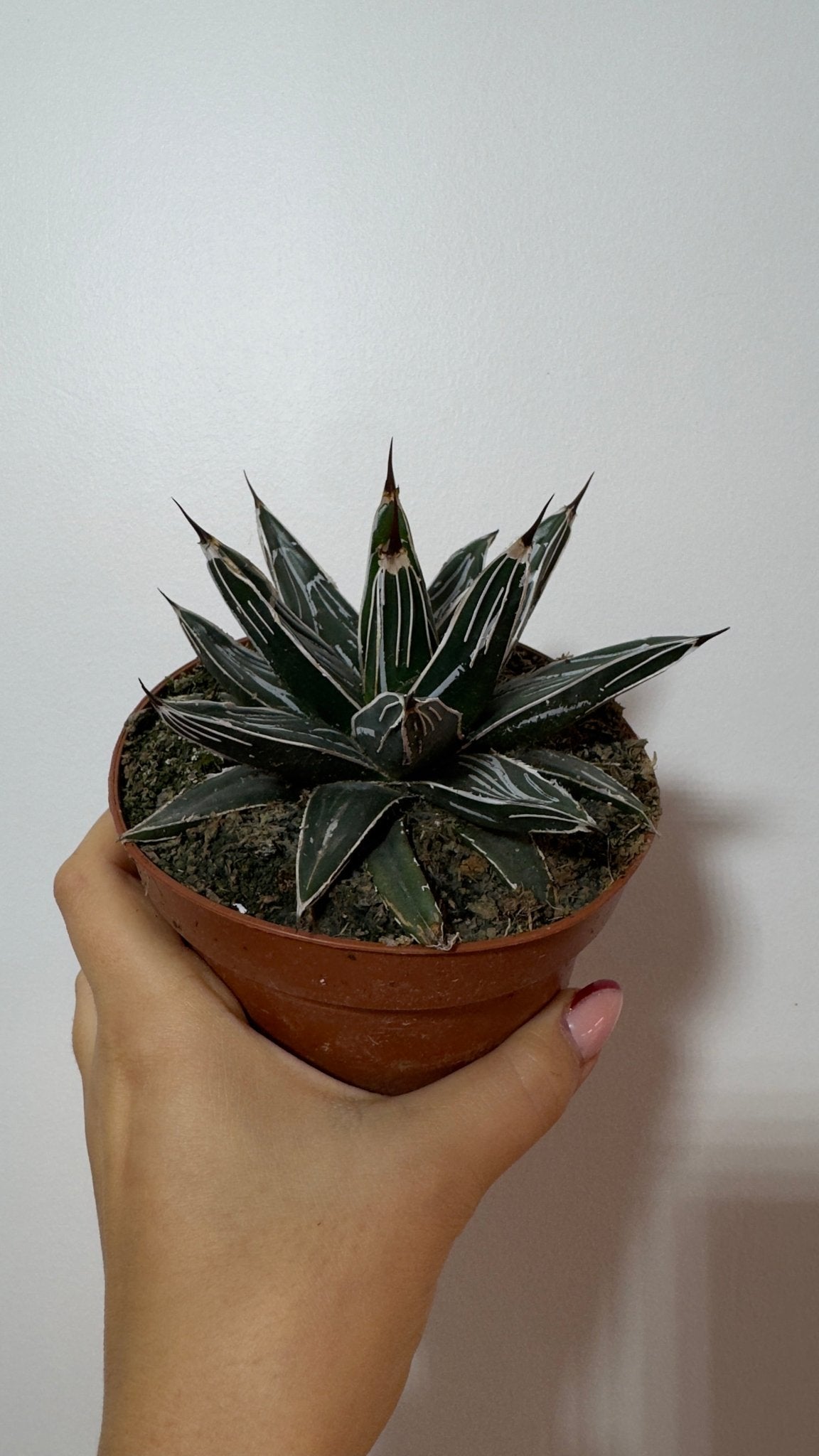 Agave Victoriae reginae - www.augi-plants.lv