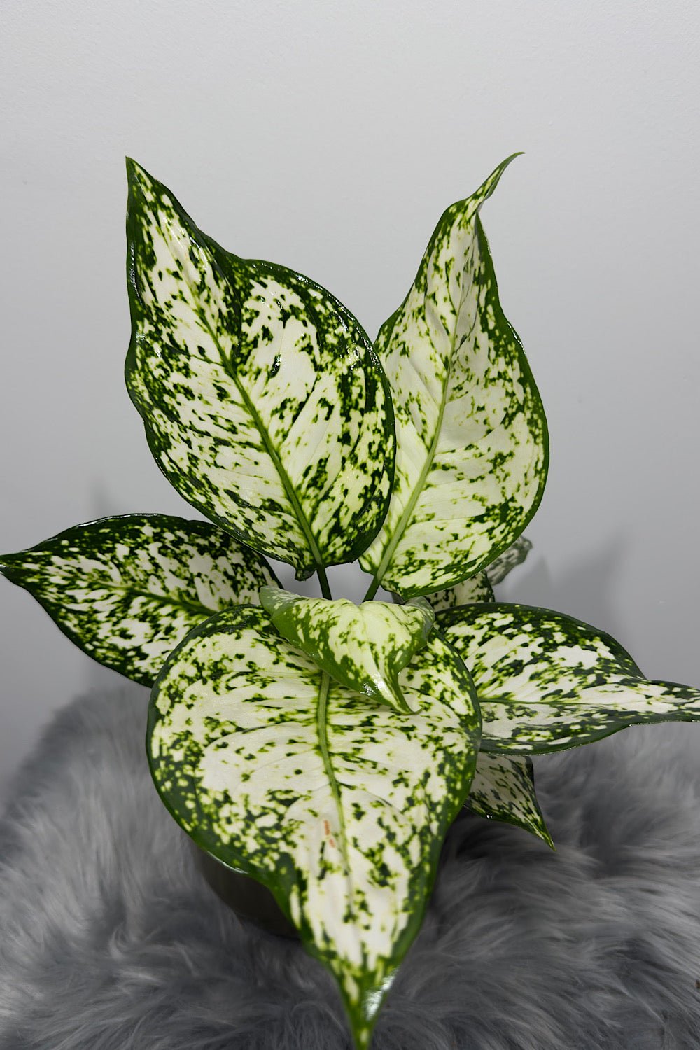 Aglaonema 8 - www.augi-plants.lv