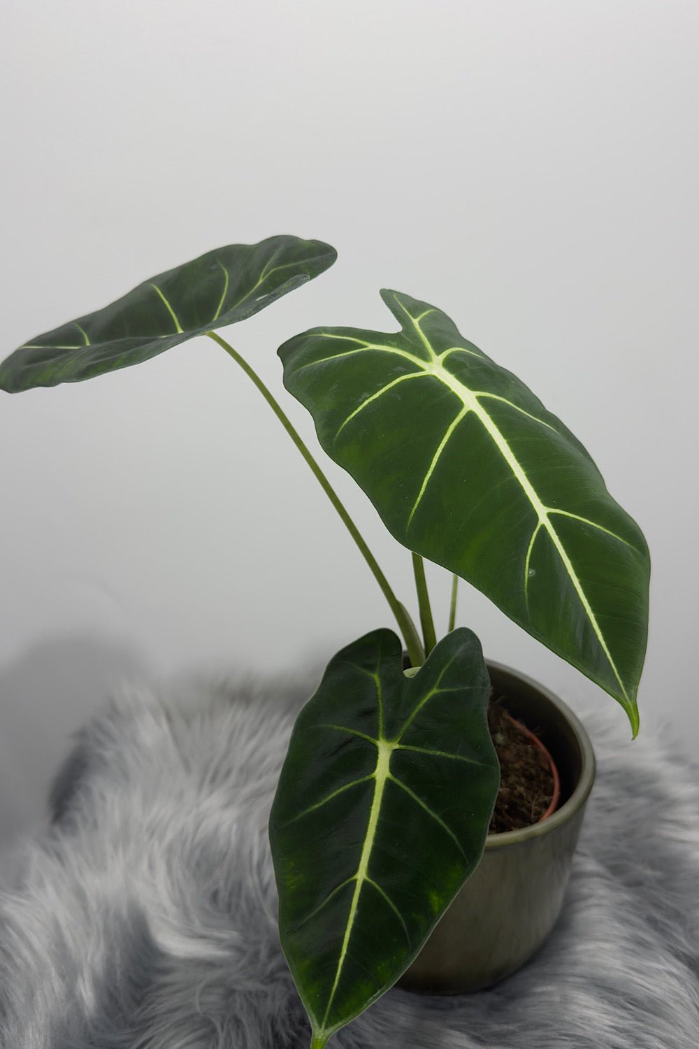 Alocasia Frydek - www.augi-plants.lv