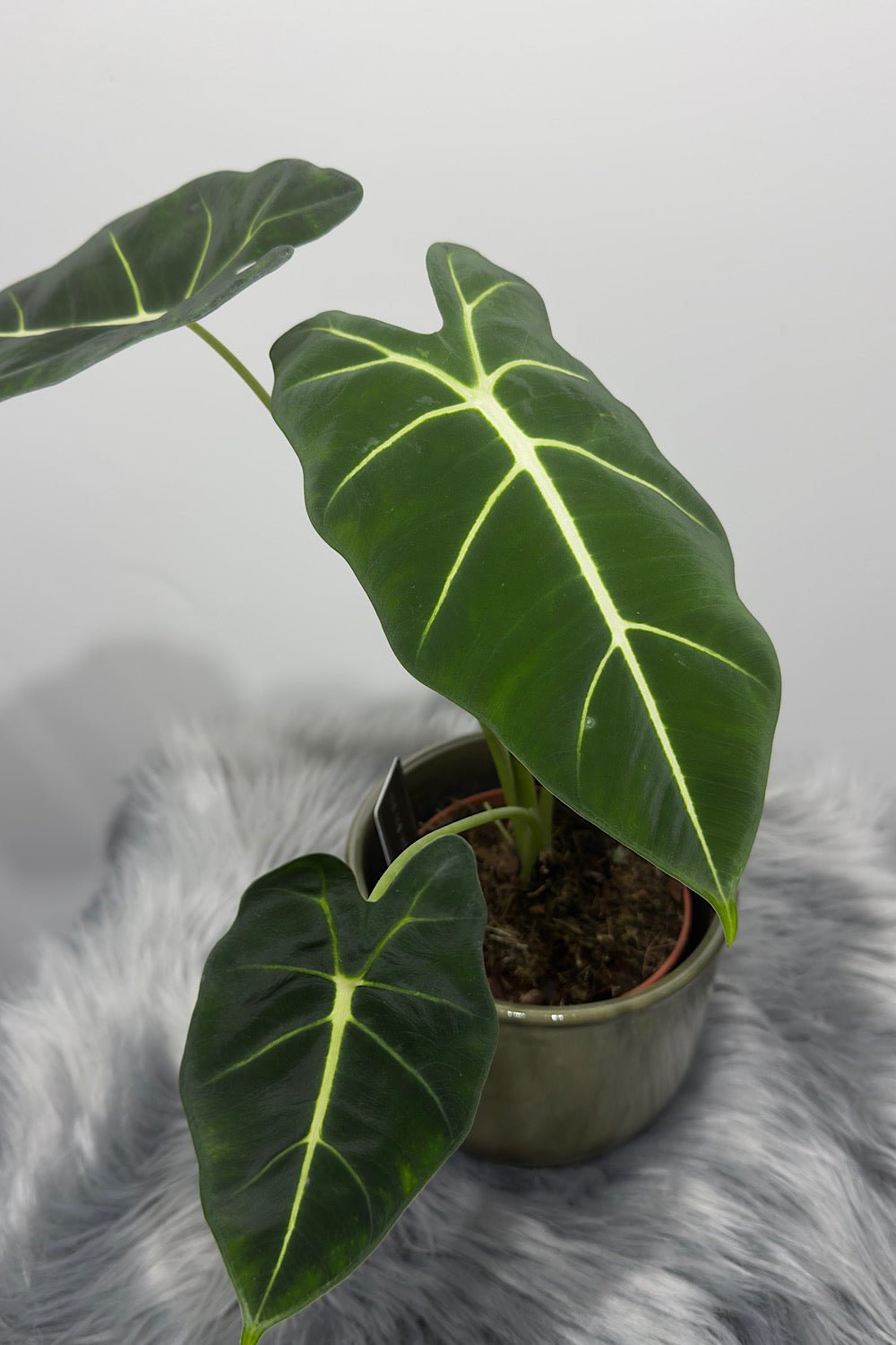 Alocasia Frydek - www.augi-plants.lv