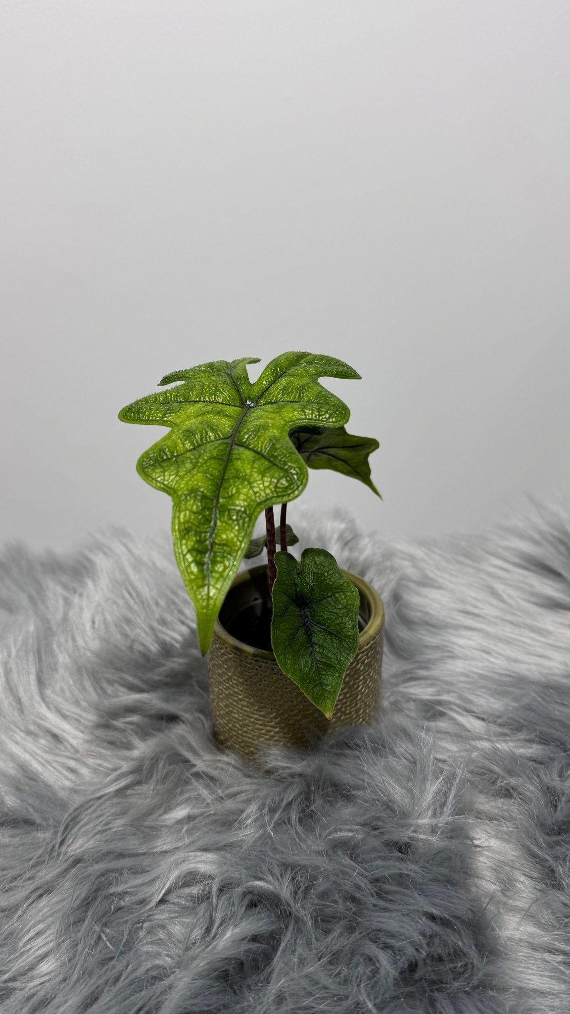 Alocasia Jacklyn - www.augi-plants.lv