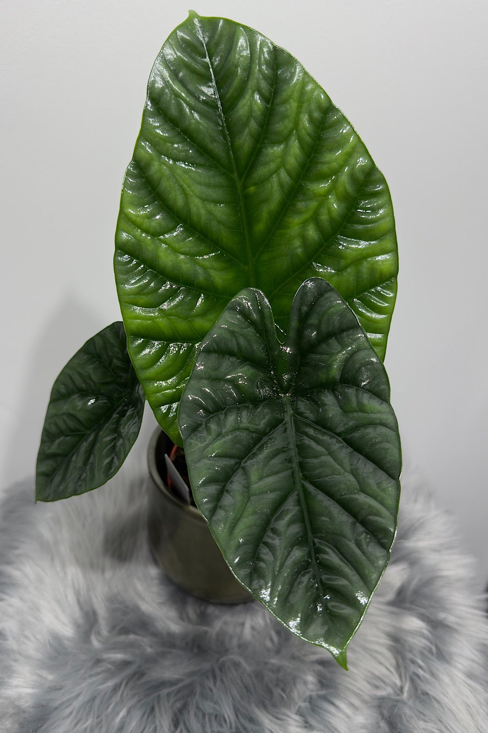 Alocasia Lukiwan - www.augi-plants.lv