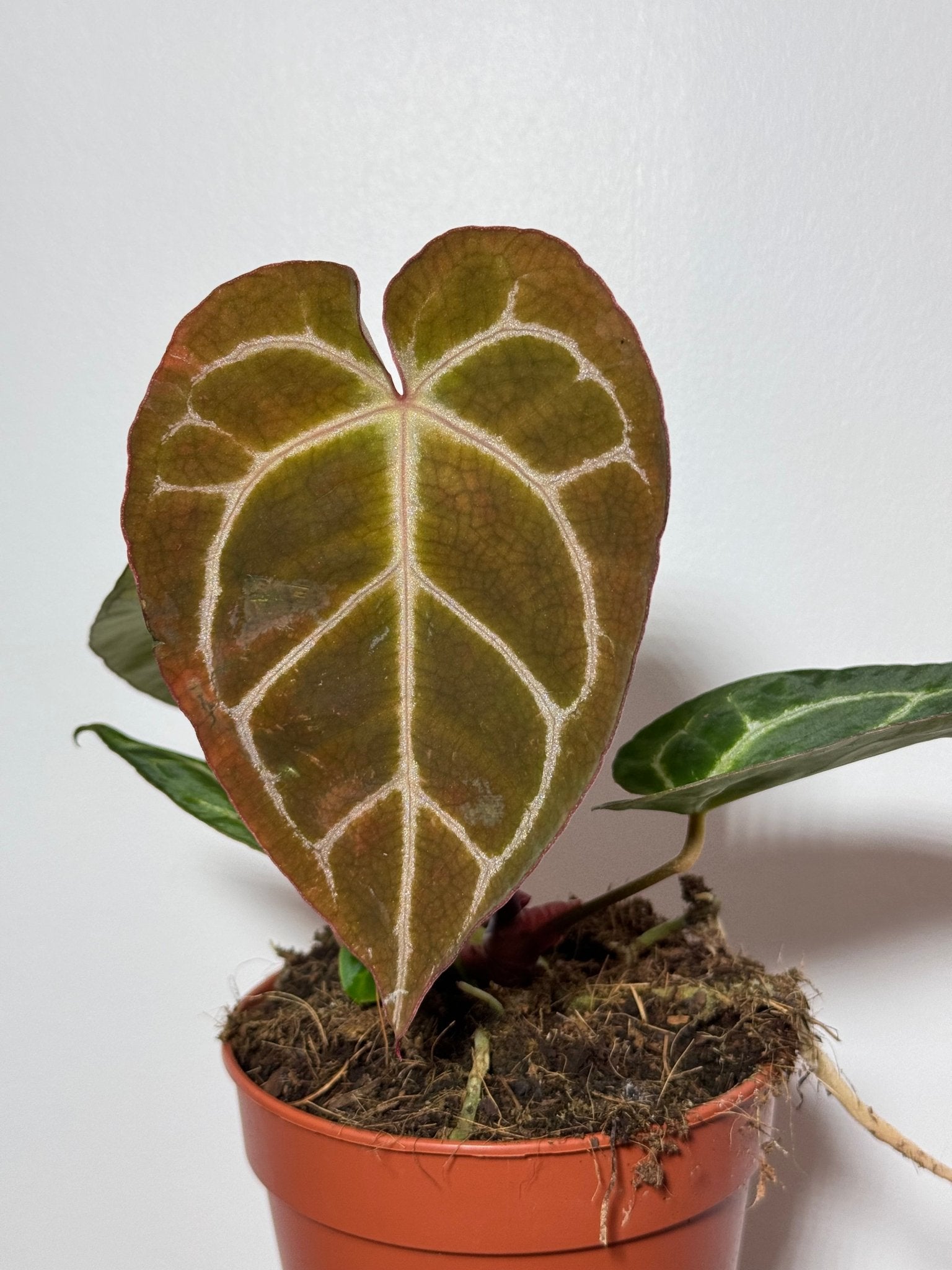 anthurium crystallinum brown edges Anthurium crystallinum – www.augi-plants.lv