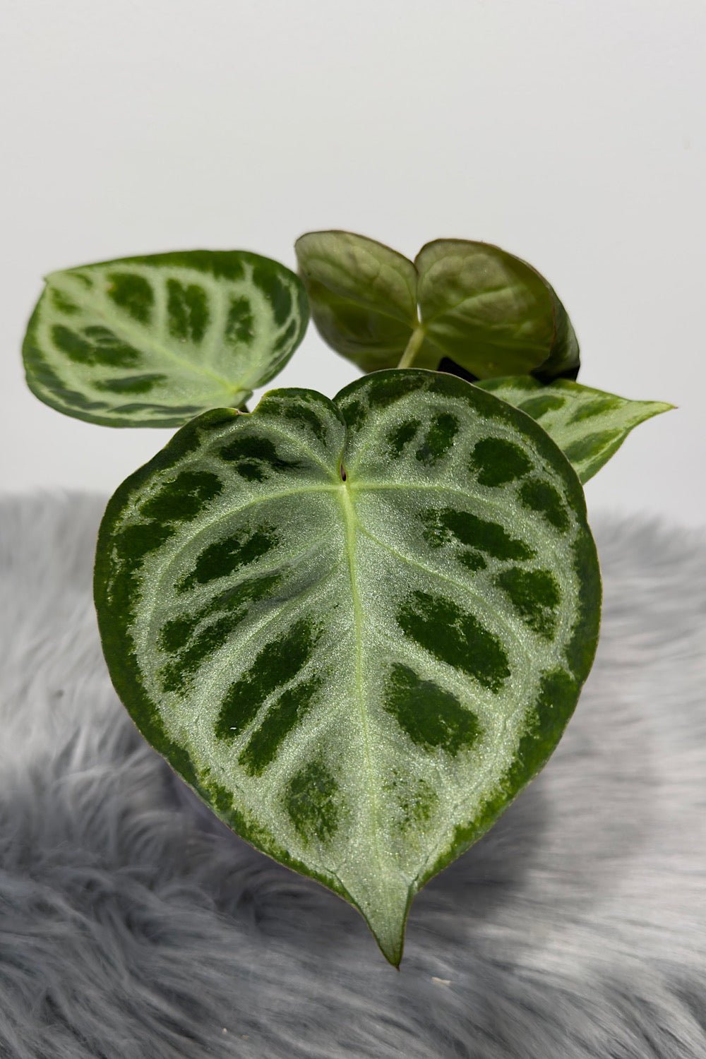 anthurium crystallinum silver blush Anthurium crystallinum 'Silver Blush' – www.augi-plants.lv
