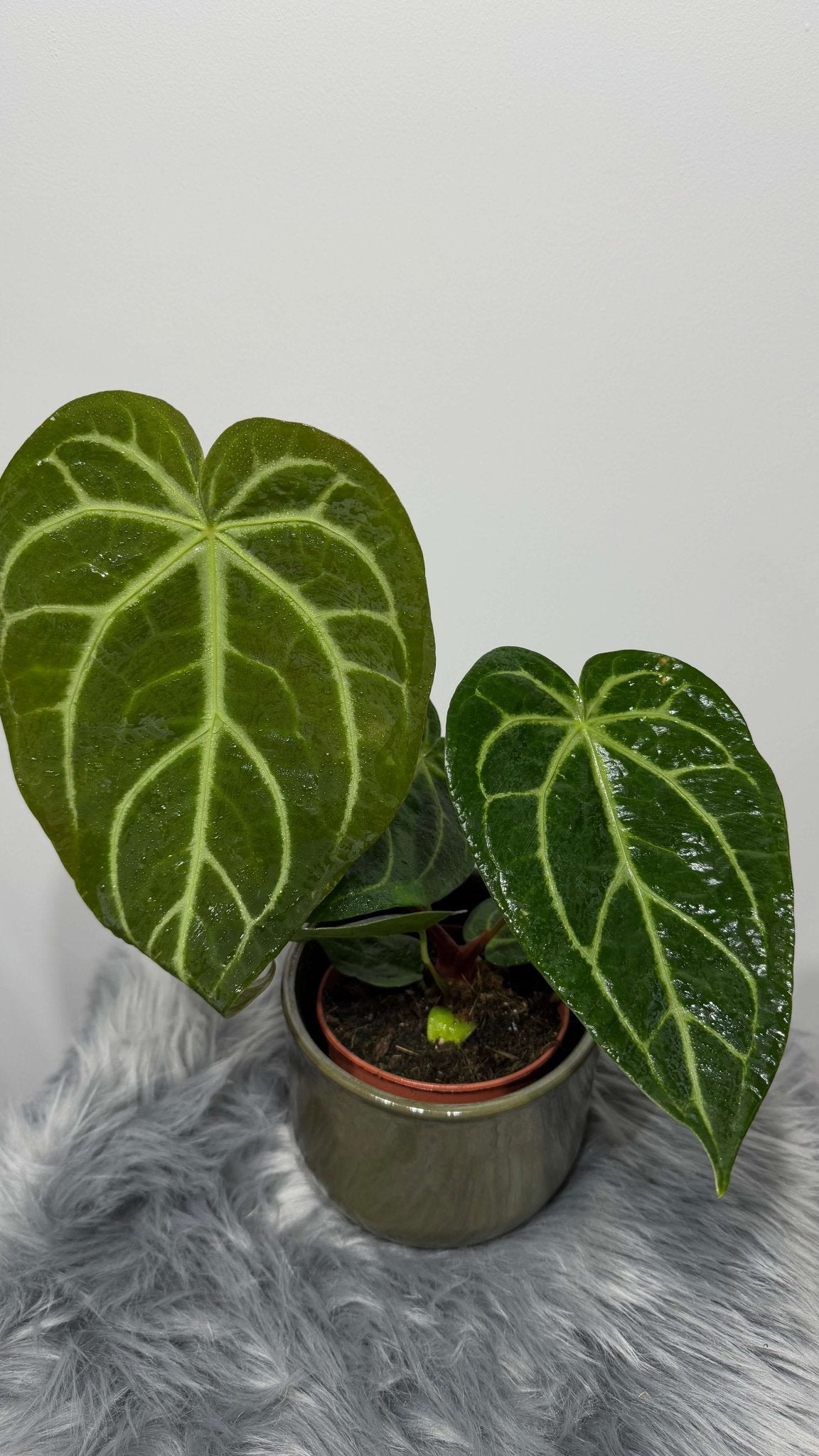 anthurium magnificum australia Anthurium magnificum – www.augi-plants.lv