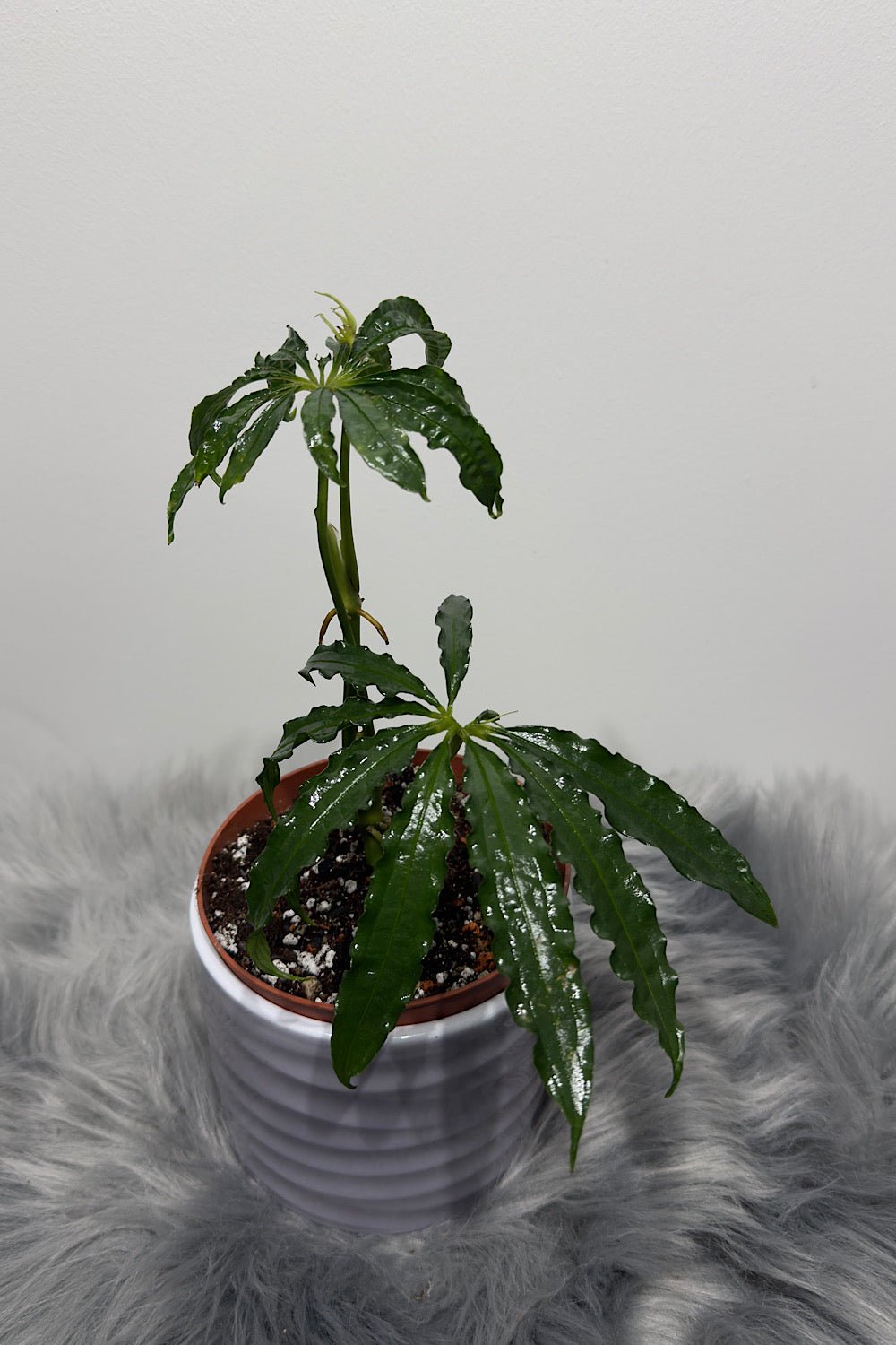 anthurium polyschistum care Anthurium Polyschistum – www.augi-plants.lv