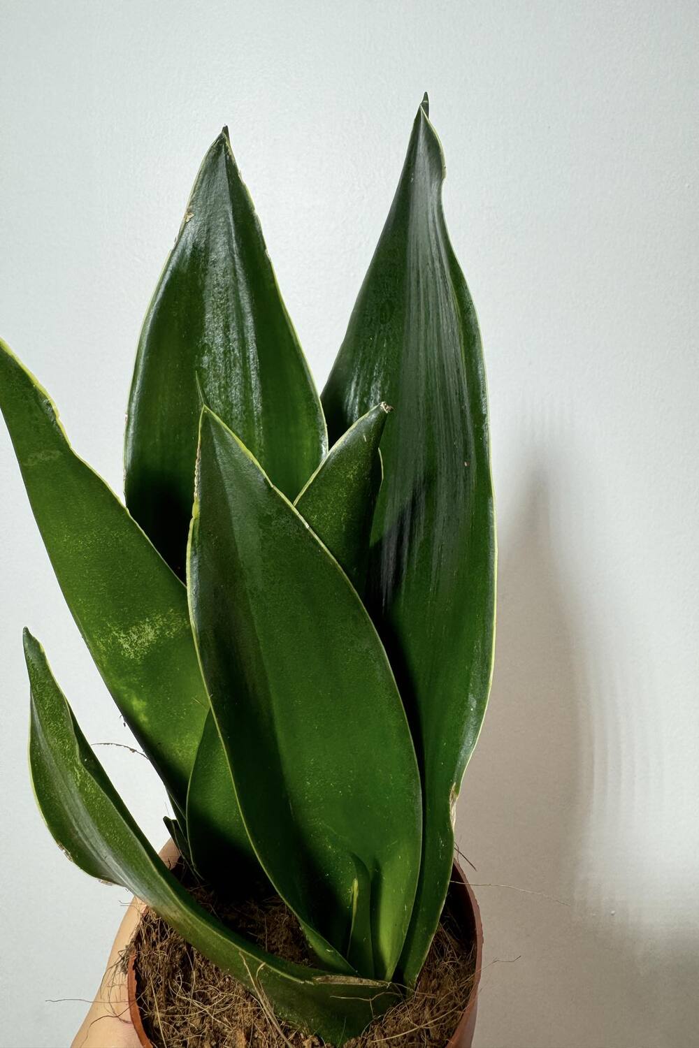 sansevieria trifasciata black diamond Sansevieria 'Black Diamond' – www.augi-plants.lv