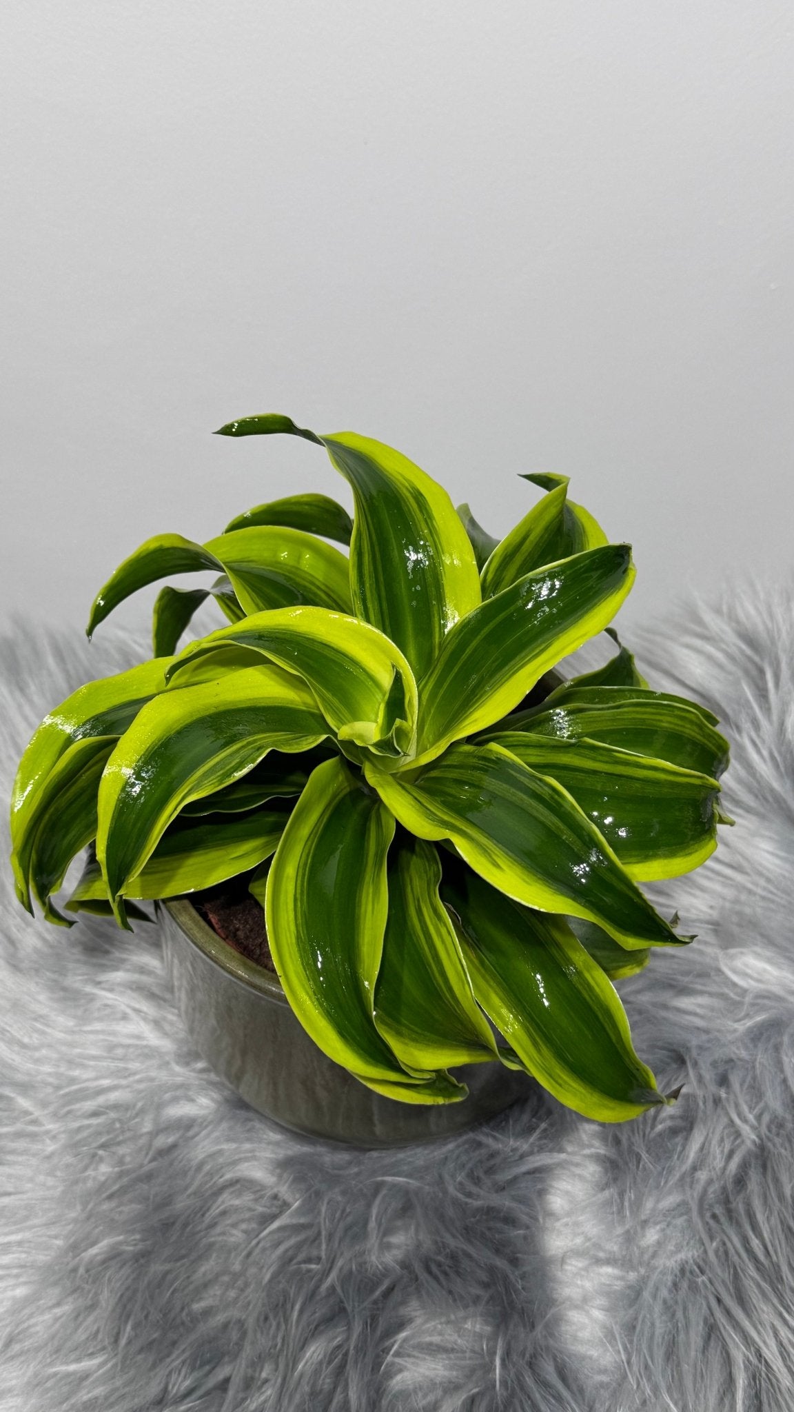Dracaena Tornado - www.augi-plants.lv
