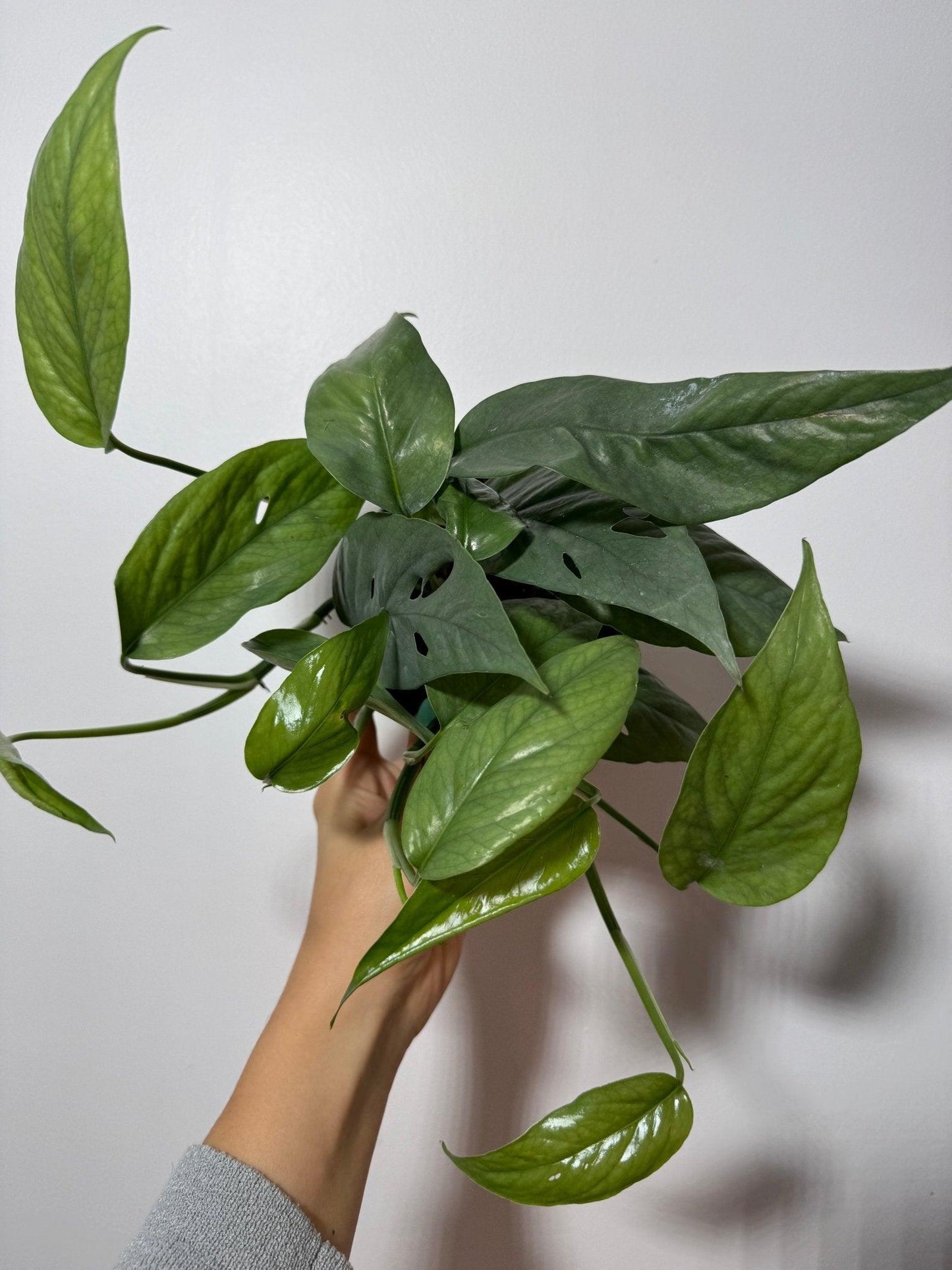 Epipremnum Cebu Blue - www.augi-plants.lv