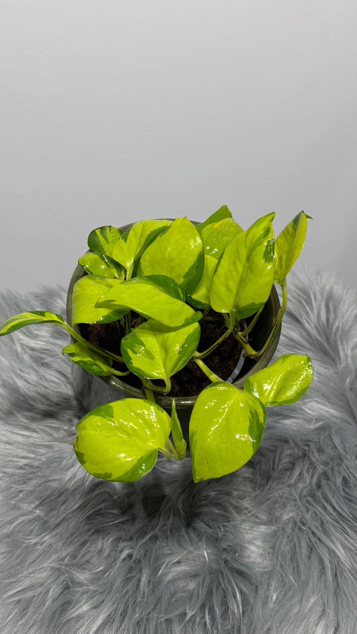 Epipremnum Kiwi - www.augi-plants.lv