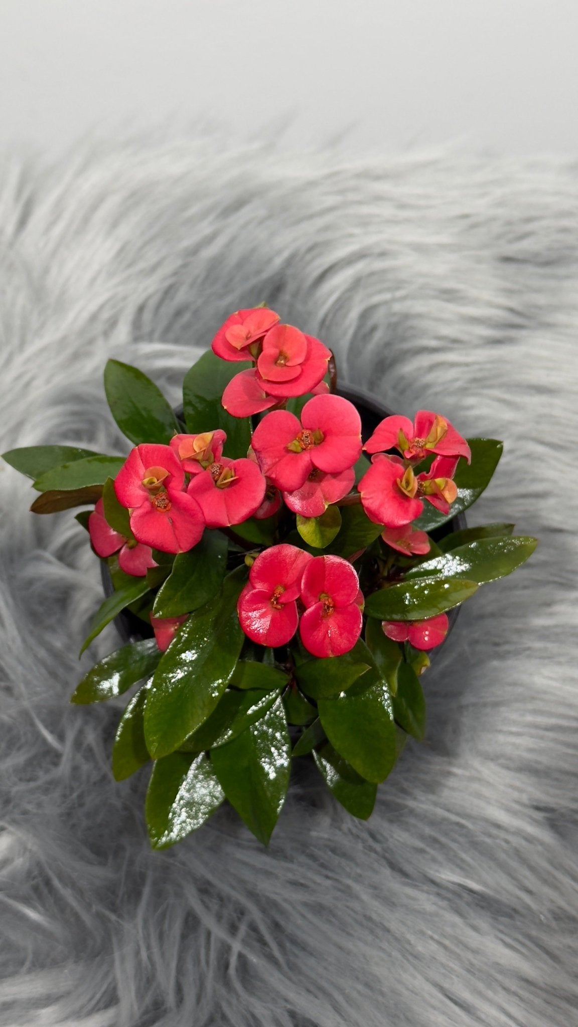 Euphorbia Milii Red - www.augi-plants.lv