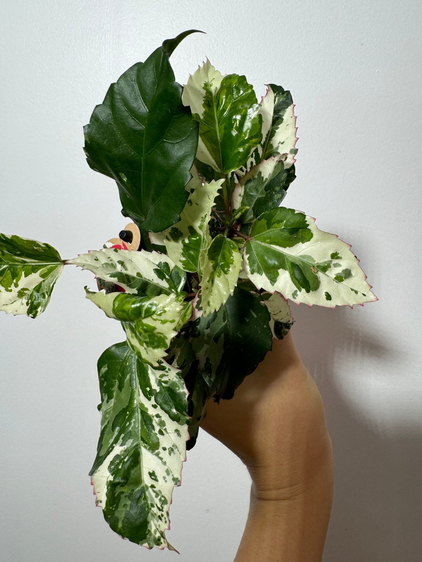 Hibiscus rosa-sinensis 'Variegata' - www.augi-plants.lv