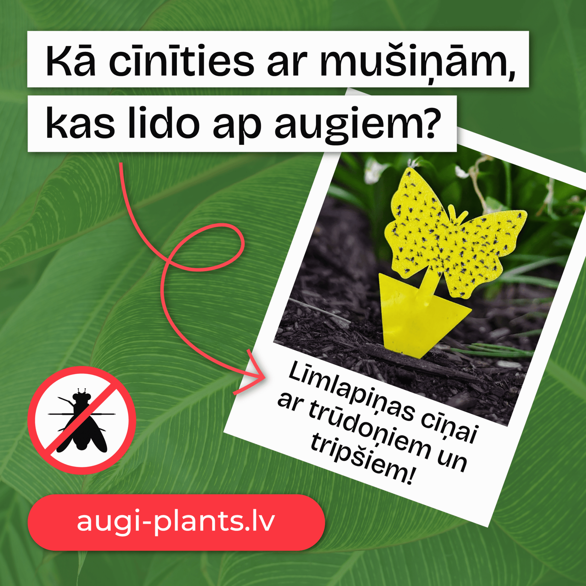 Līmes vairogi trūdodiņiem un tripšiem - www.augi-plants.lv
