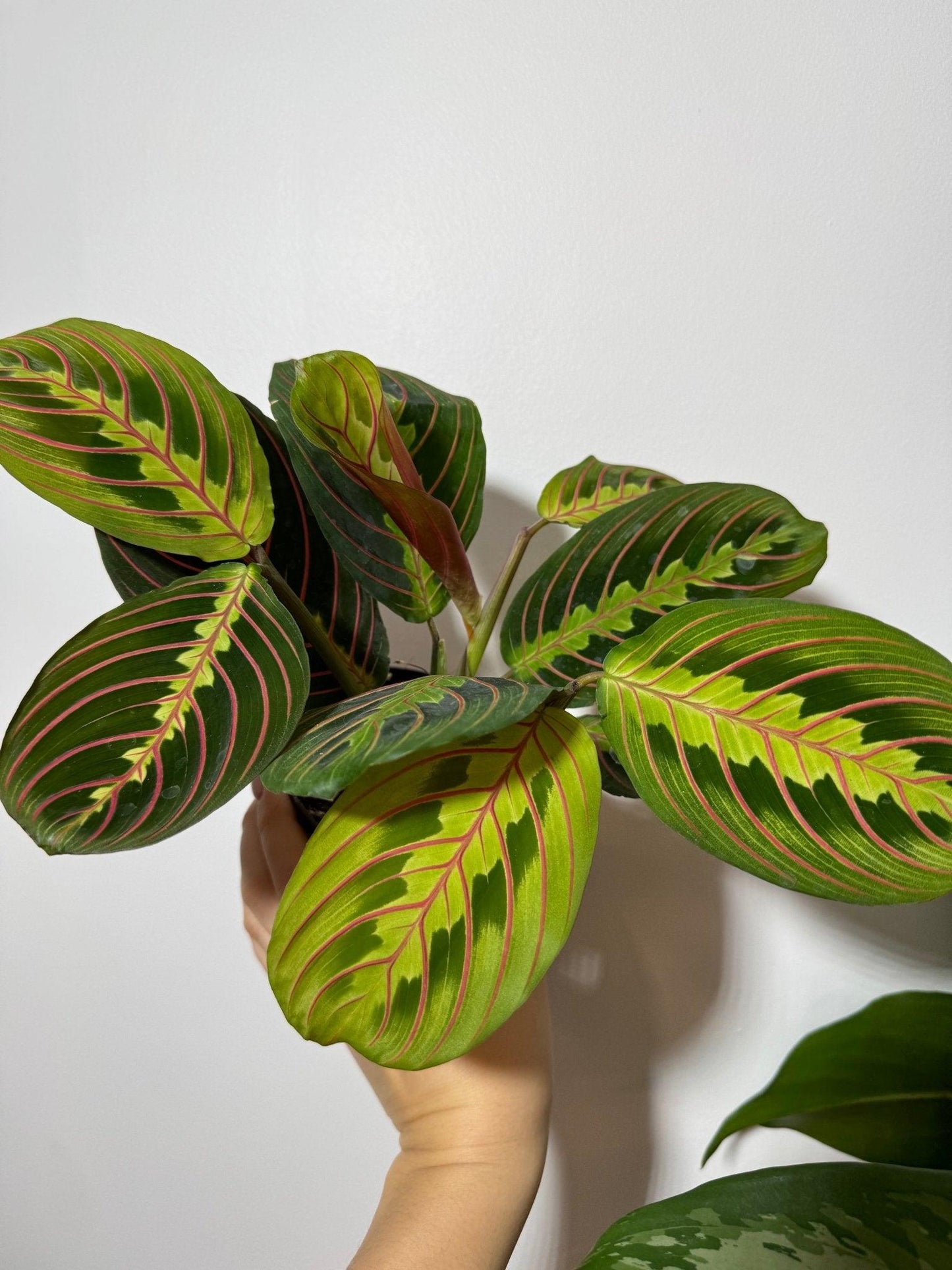 Maranta Red Stripe - www.augi-plants.lv