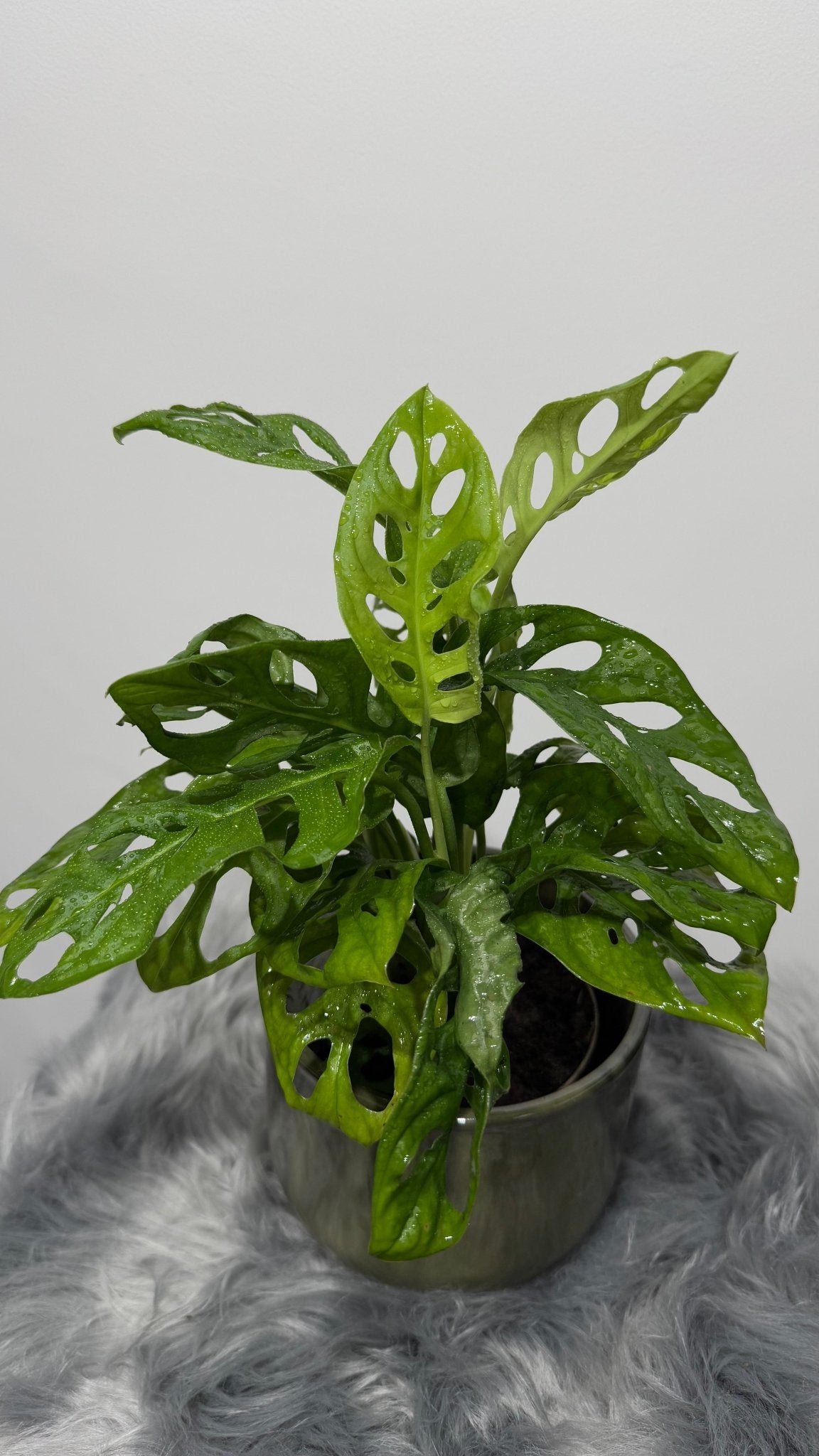 Monstera Adansonii - www.augi-plants.lv