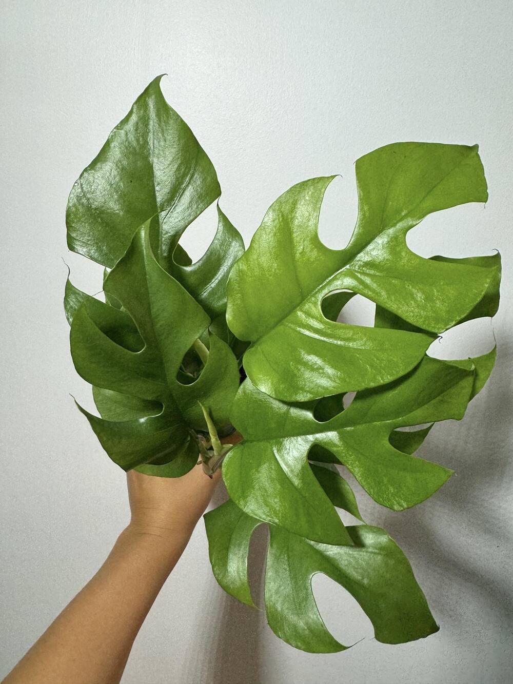 Monstera minima - www.augi-plants.lv