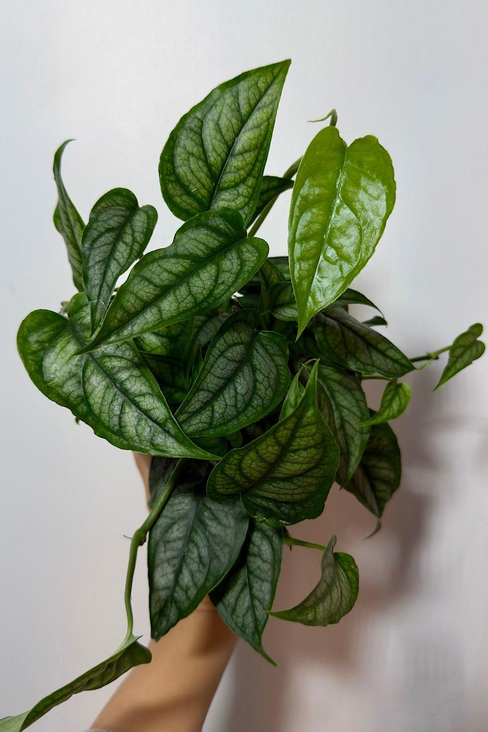 Monstera siltepecana - www.augi-plants.lv