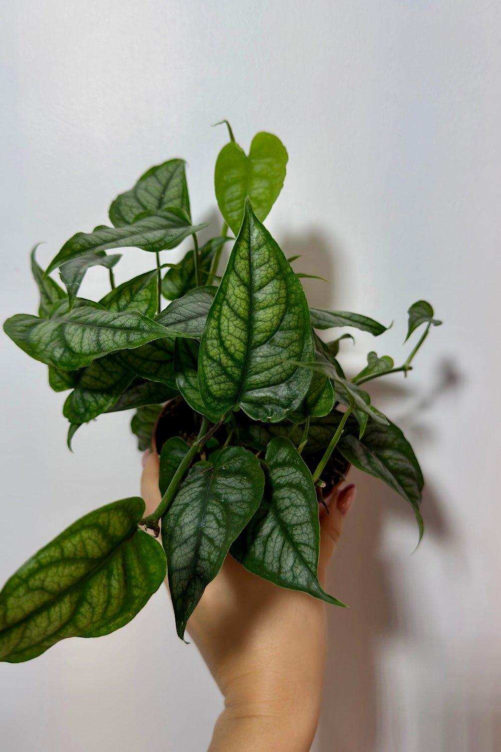 Monstera siltepecana - www.augi-plants.lv