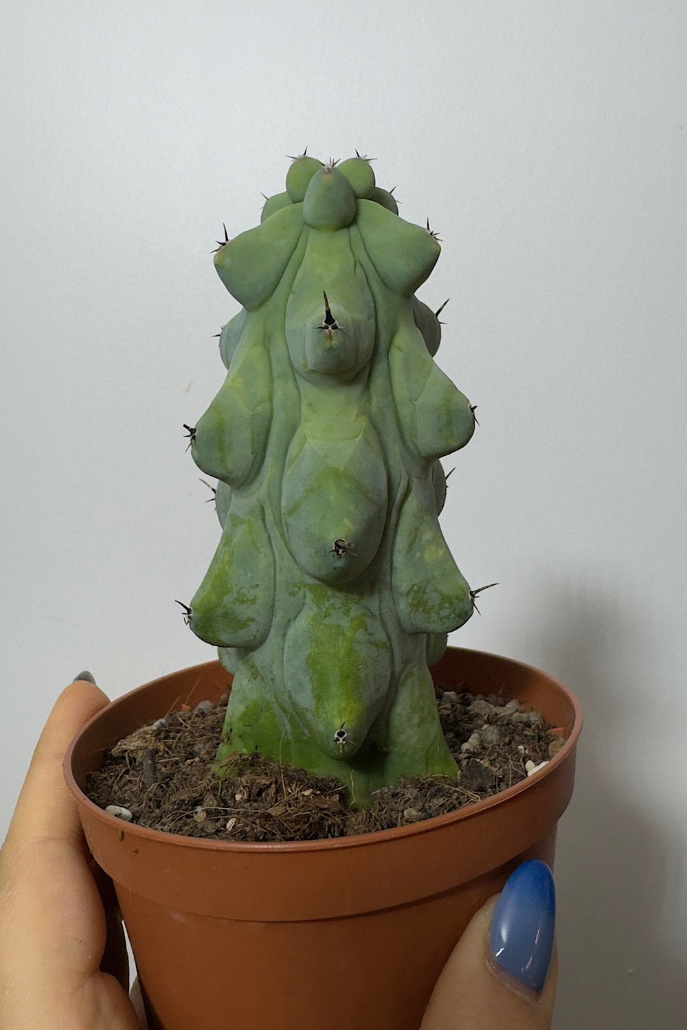 Myrtillocactus geometrizans - Boobie Cactus - www.augi-plants.lv