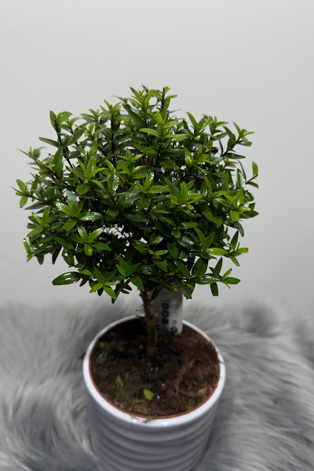 Myrtus Communis Mirte - www.augi-plants.lv