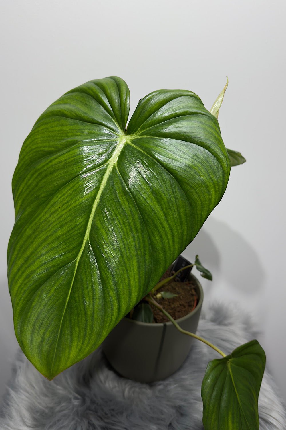 philodendron pastazanum uk Philodendron Pastazanum – www.augi-plants.lv
