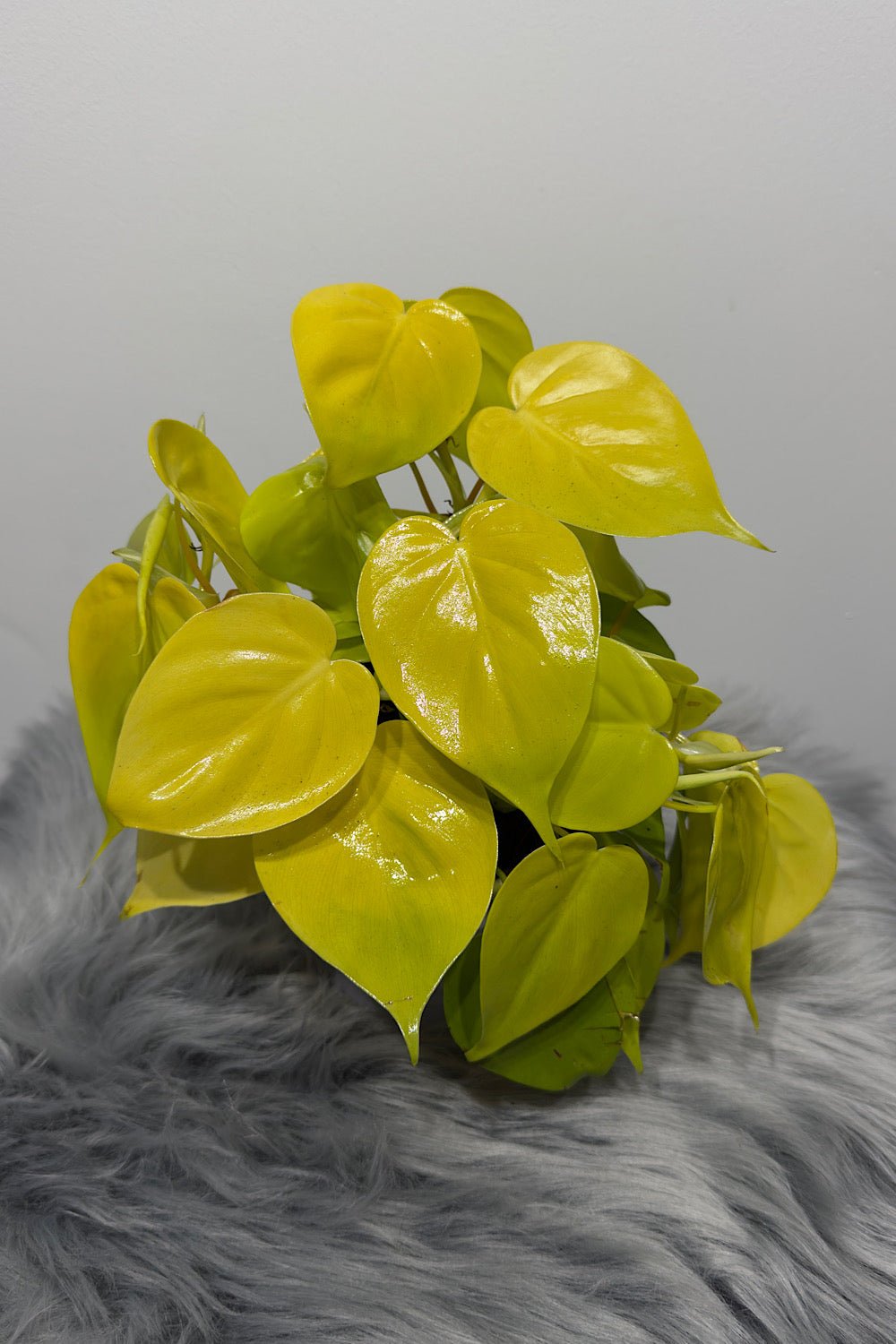 Philodendron scandens micans 'Lime' - www.augi - plants.lv