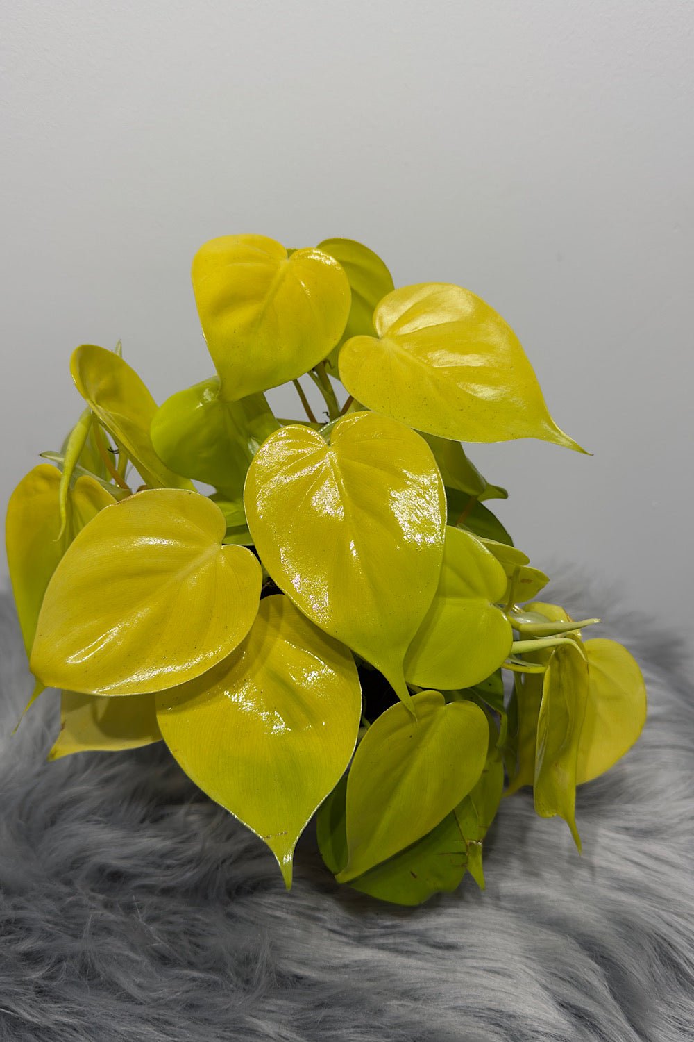 philodendron micans vs scandens Philodendron scandens micans 'Lime' – www.augi-plants.lv