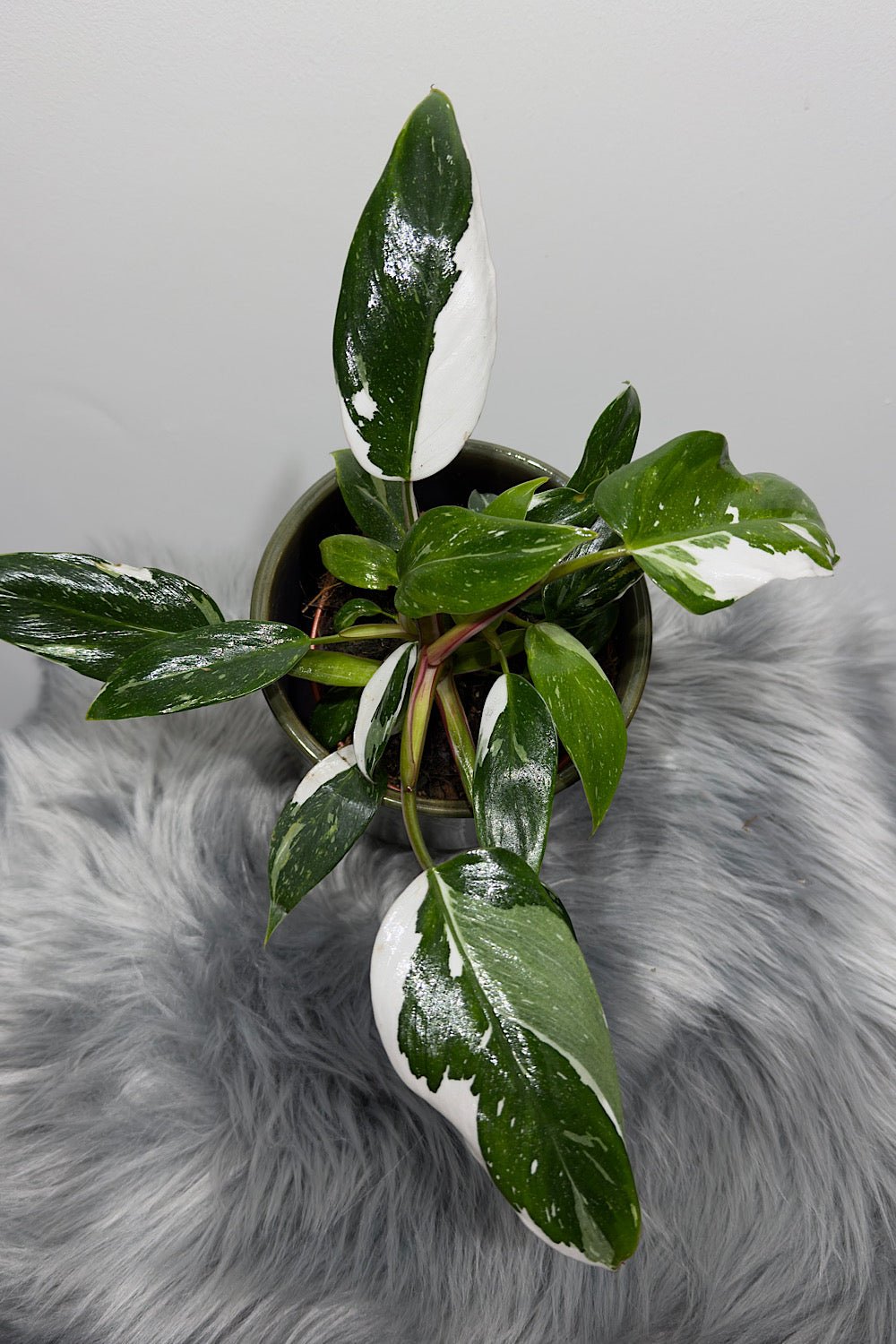philodendron white princess nz Philodendron 'White Princess' – www.augi-plants.lv
