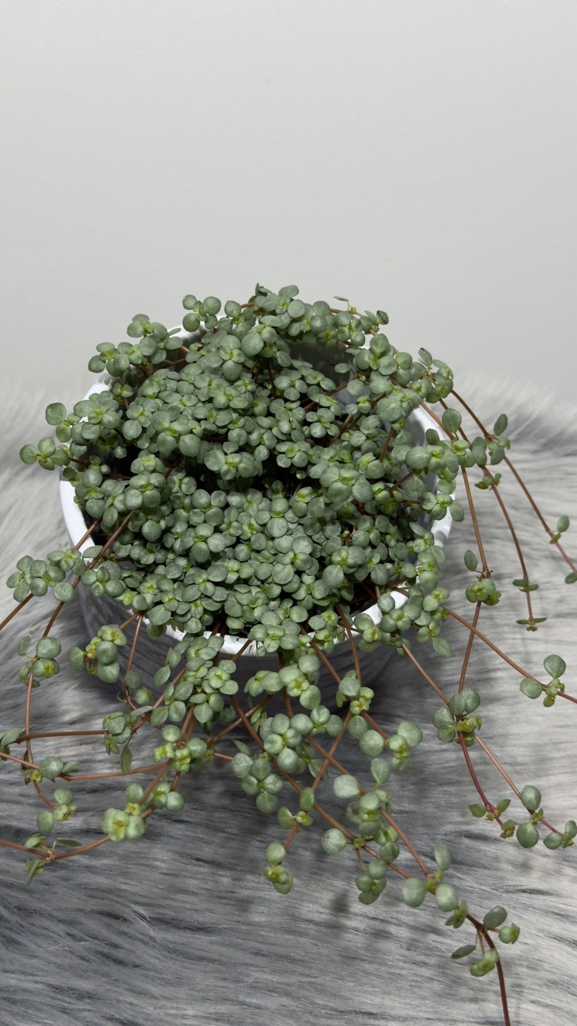 Pilea Glaucophylla Greyzy - www.augi-plants.lv