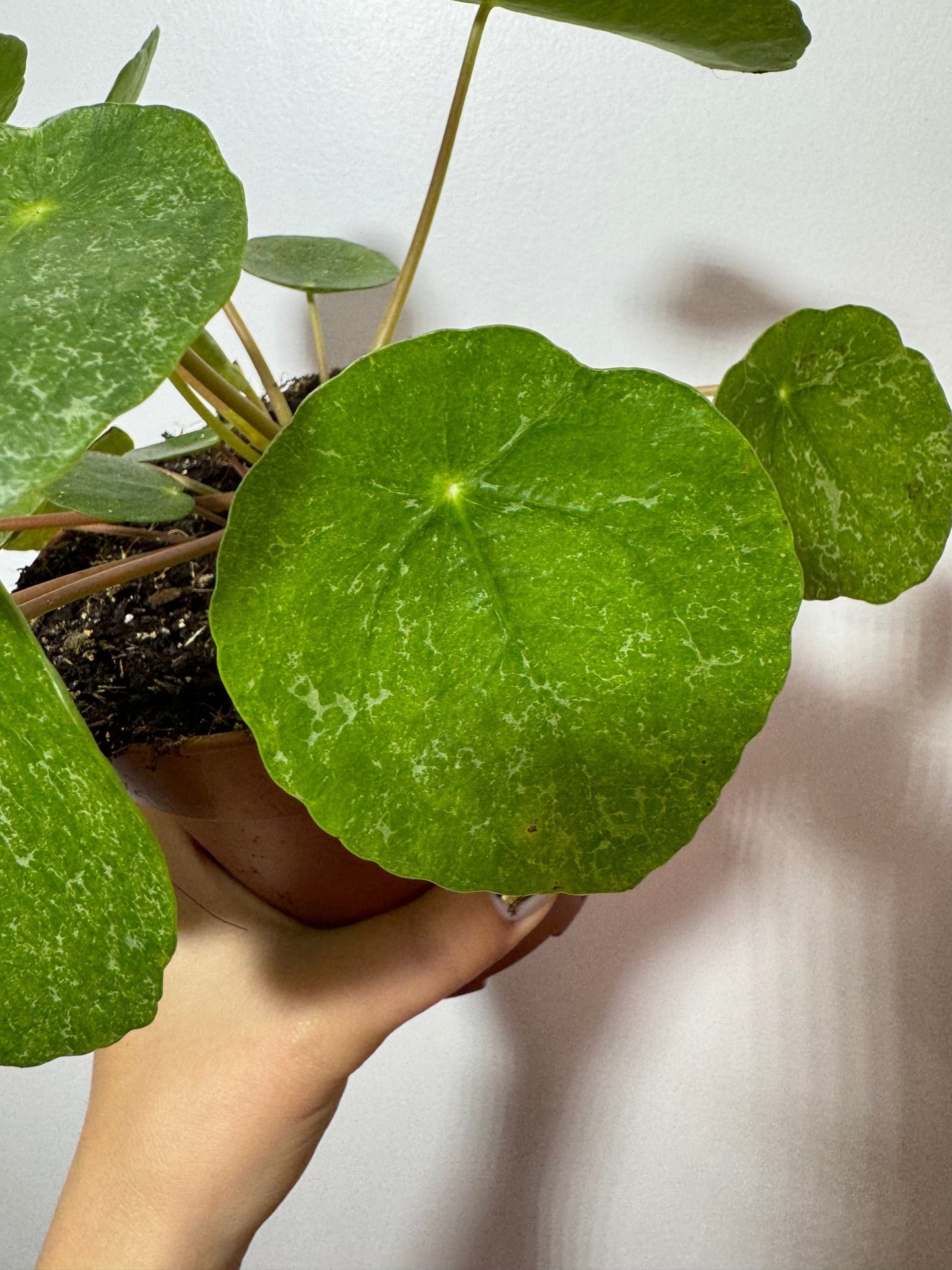 Pilea Sugar - www.augi-plants.lv