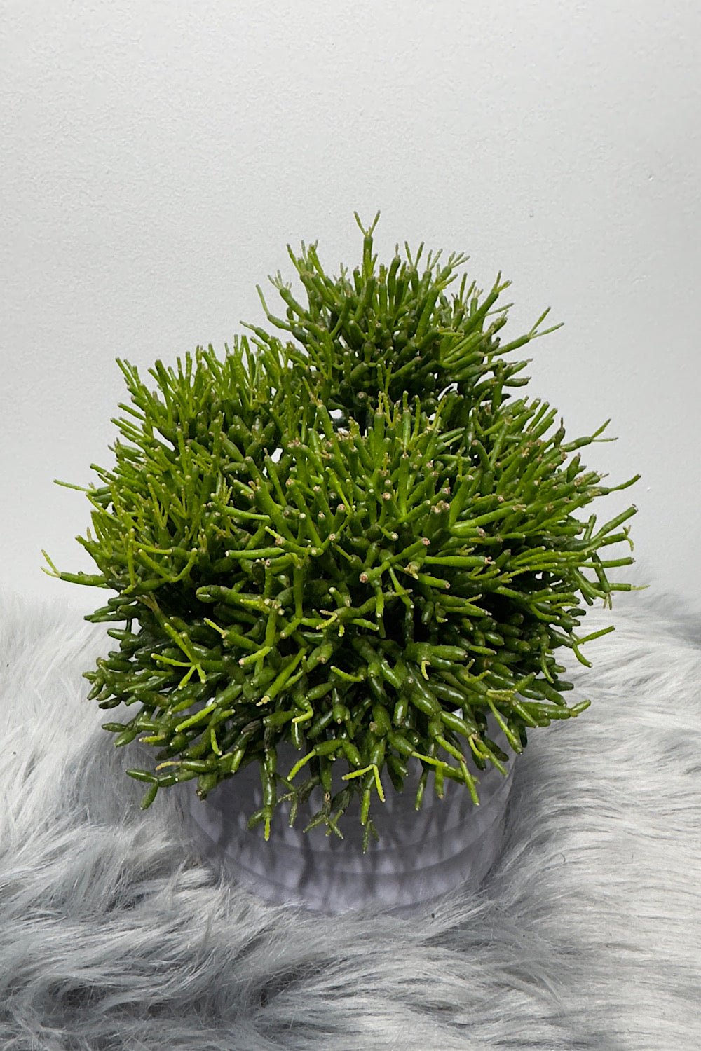 Rhipsalis 2 - www.augi-plants.lv