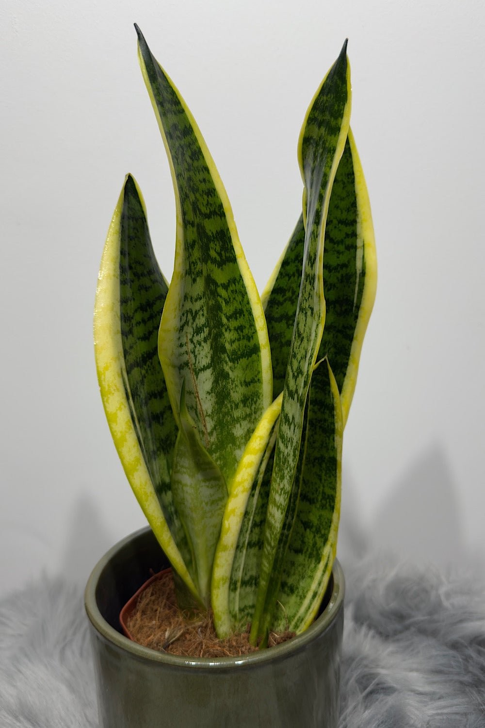 sansevieria in spanish Sansevieria Futura Superba – www.augi-plants.lv