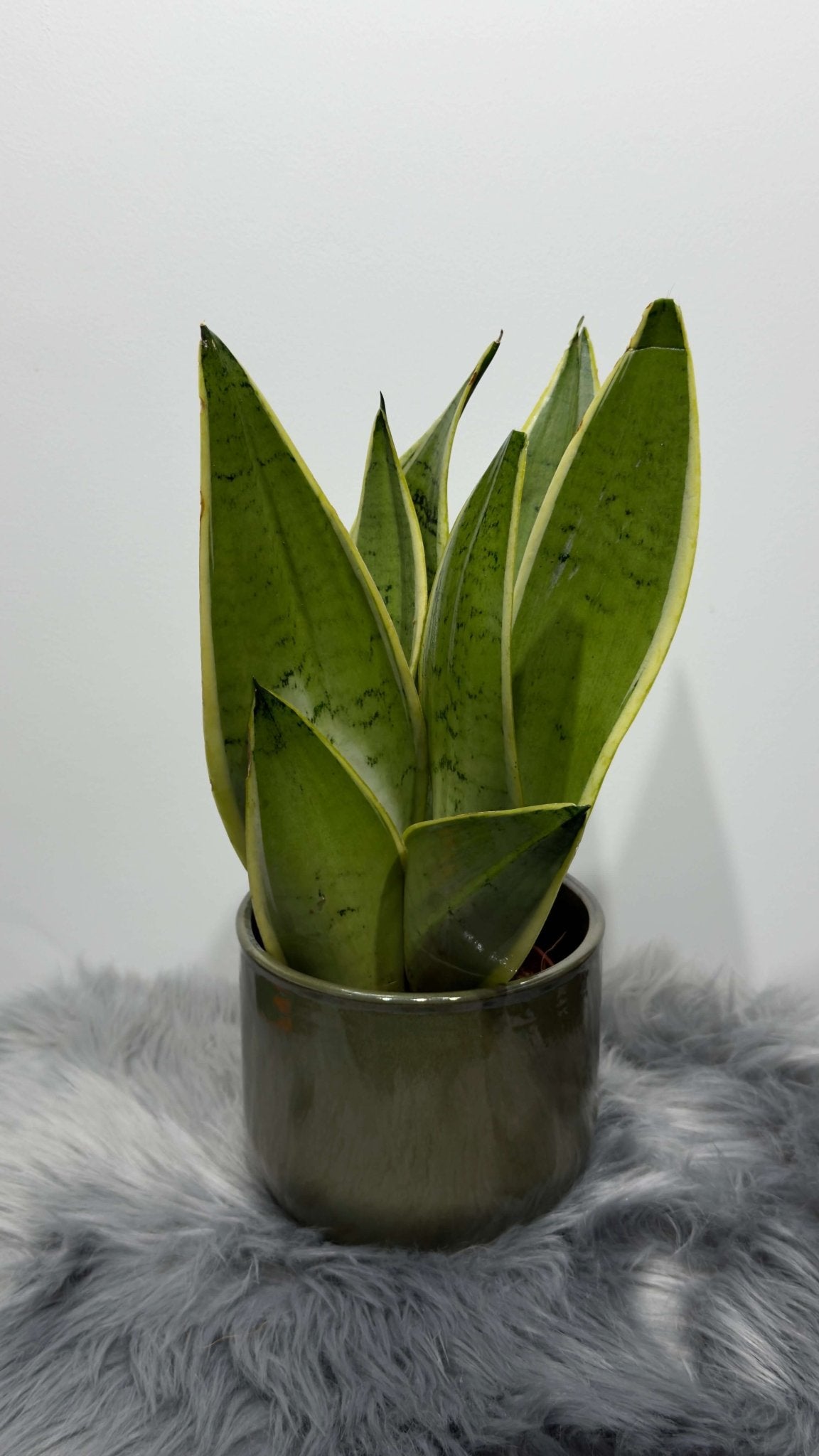 snake plant singapore Sansevieria Snow White – www.augi-plants.lv