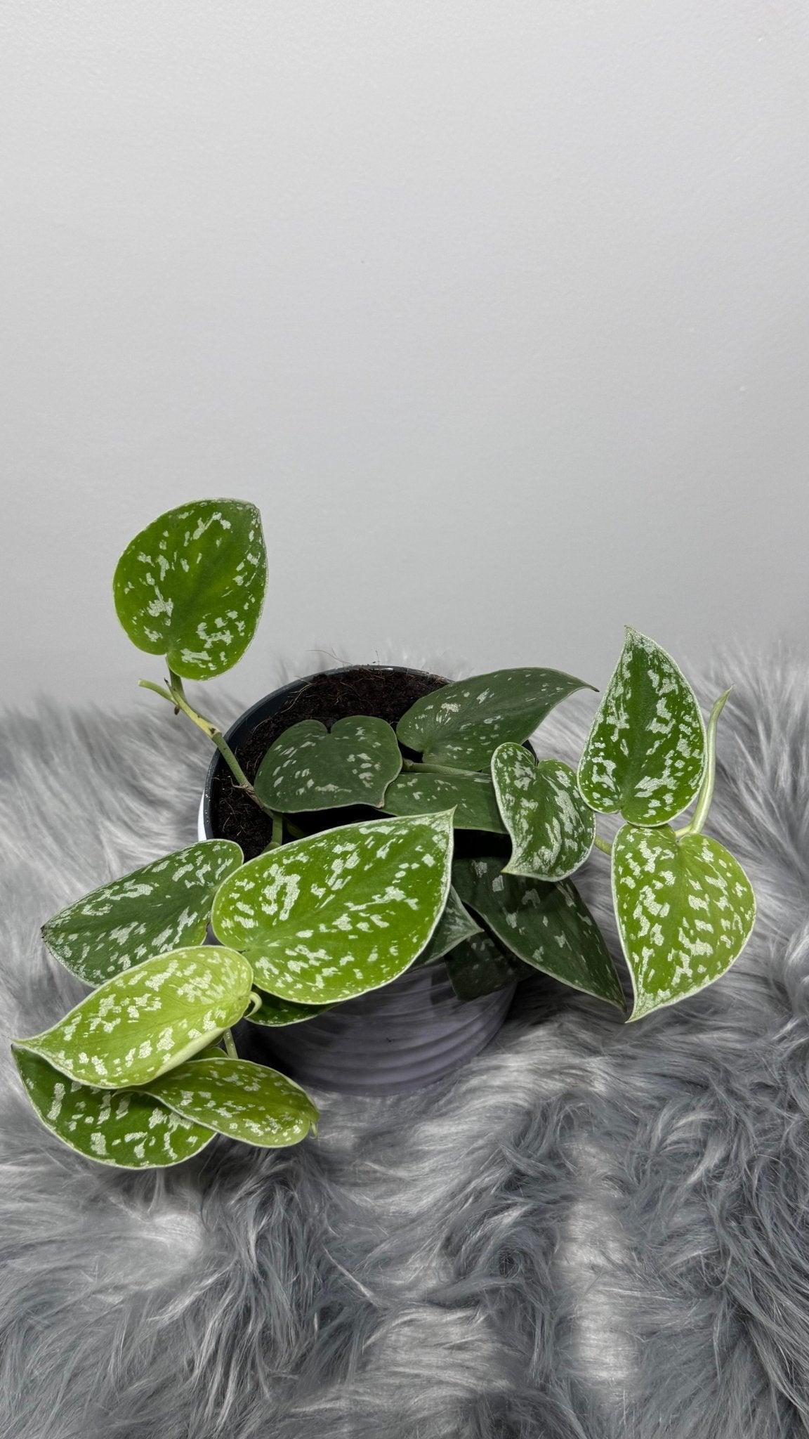 Scindapsus Pictus Silver Ann - www.augi-plants.lv