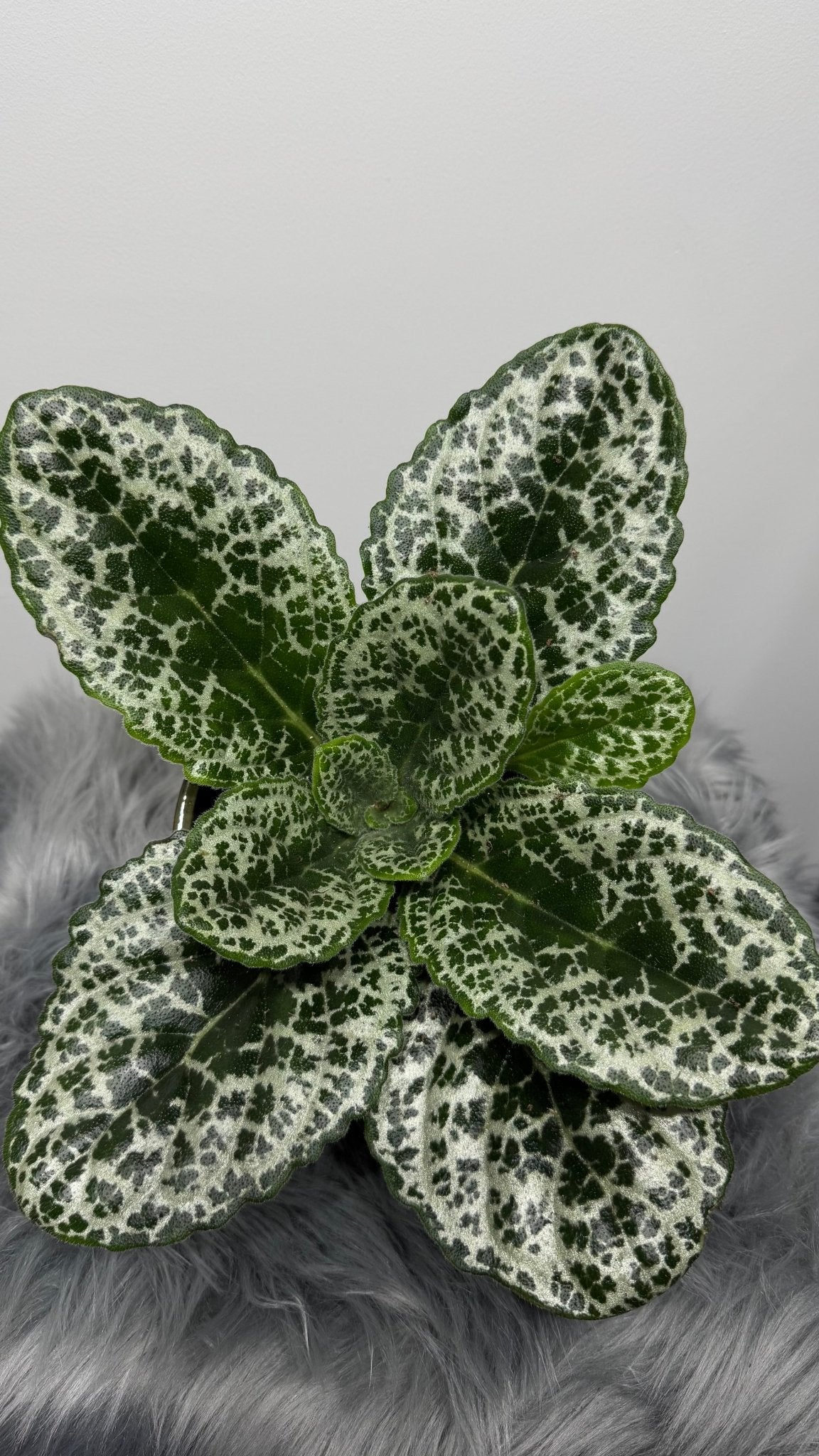 Streptocarpus Pretty Turtle - www.augi-plants.lv