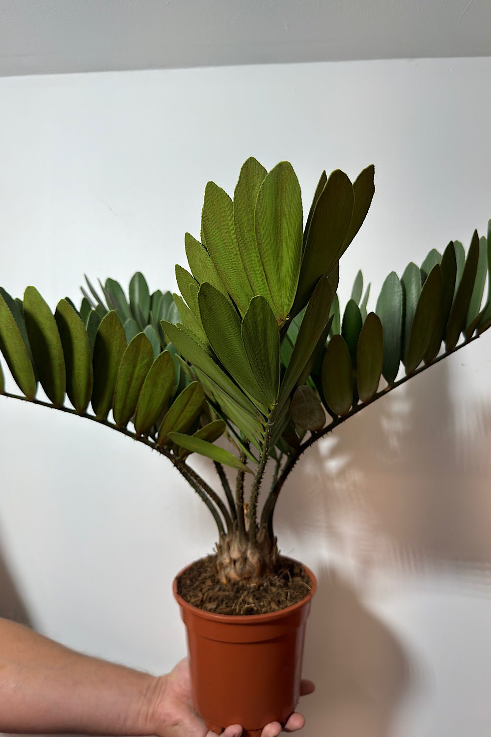 zamia palm plant Zamia Furfuracea – www.augi-plants.lv