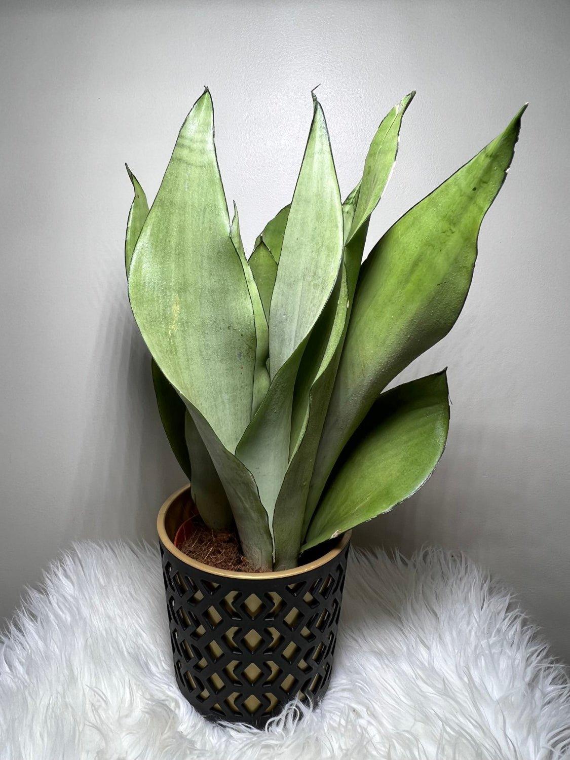 sansevieria moonshine black brazilian Sansevieria Moonshine – www.augi-plants.lv