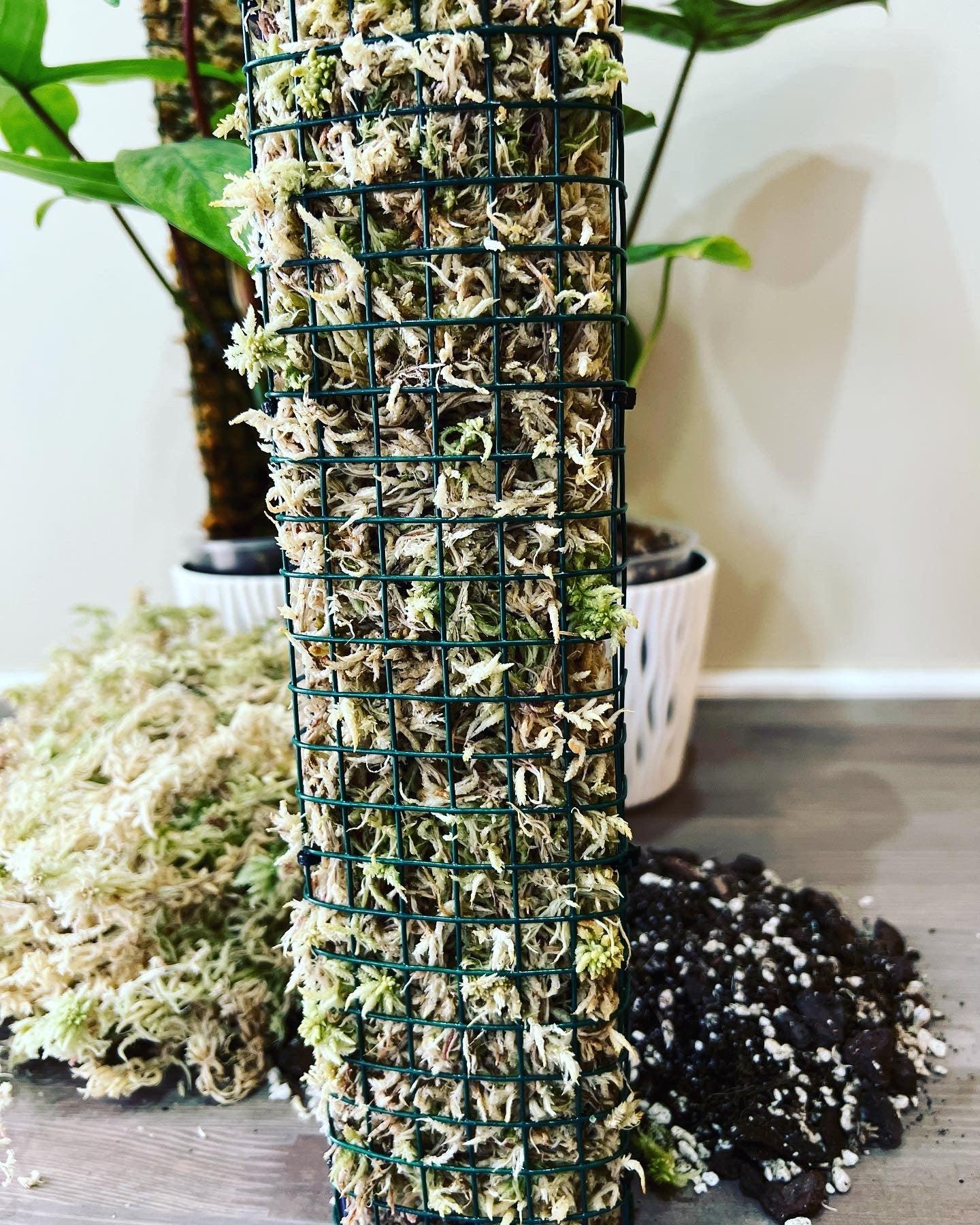 sphagnum moss pole for sale Sphagnum moss poles – www.augi-plants.lv