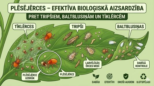 Plēsējērces – efektīva bioloģiskā aizsardzība pret tripšiem, baltblusiņām un tīklērcēm