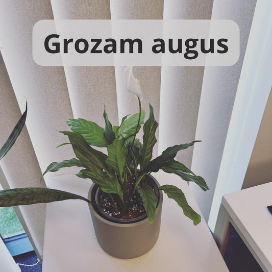 Grozam telpaugus - www.augi-plants.lv