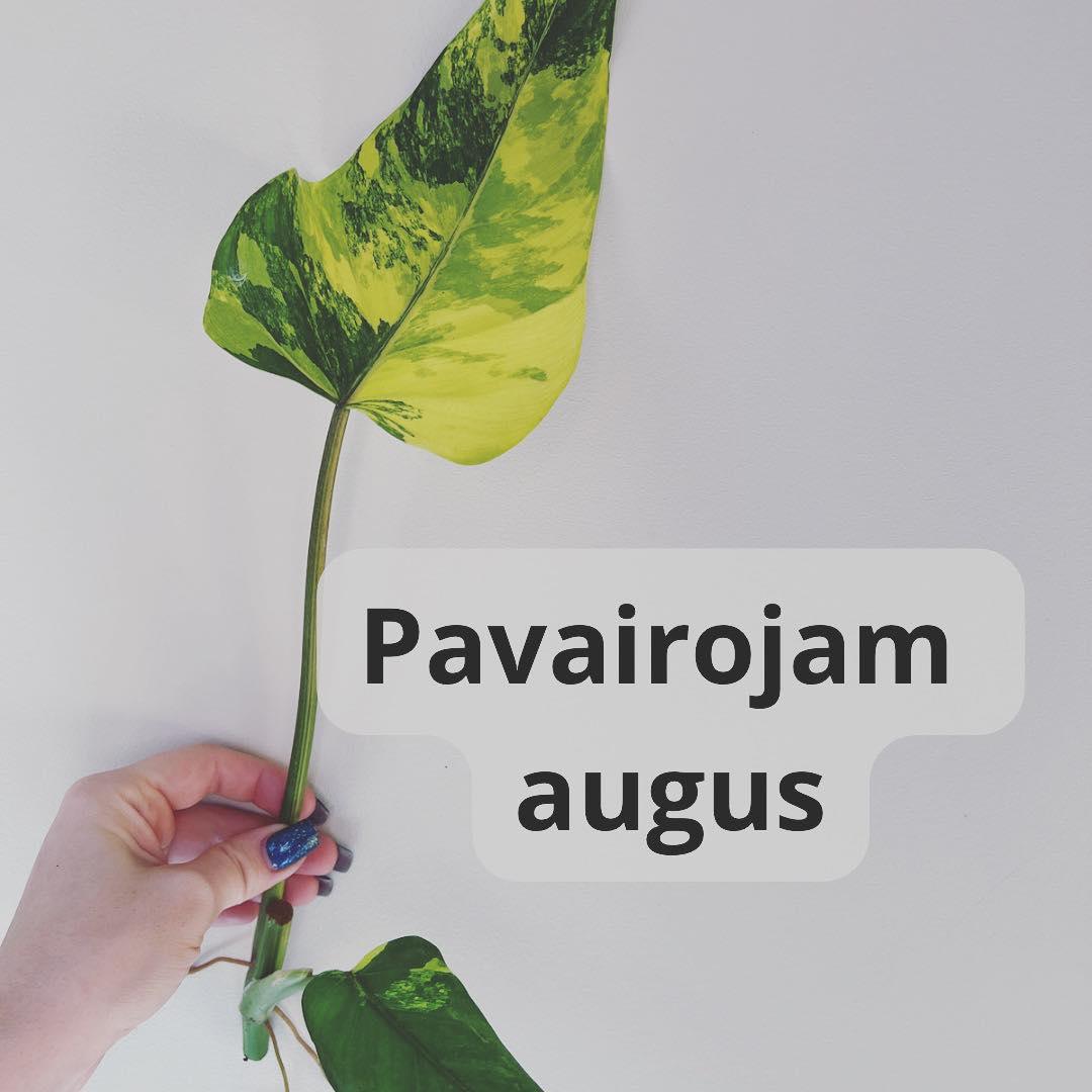 Kā pavairot telpaugus? - www.augi-plants.lv