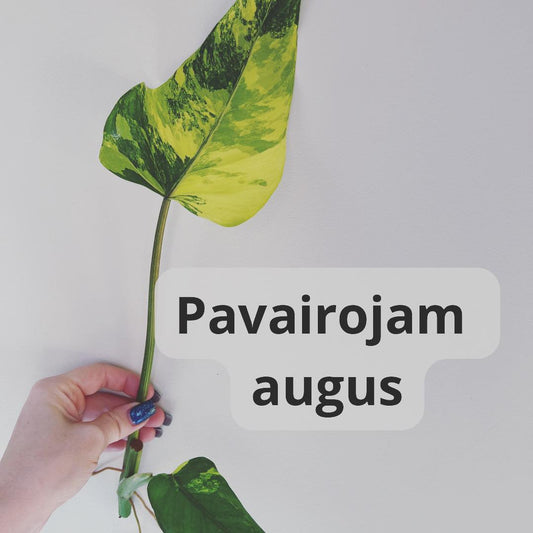 Kā pavairot telpaugus? - www.augi-plants.lv
