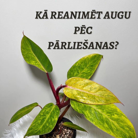 Kā reanimēt telpaugu pēc pārliešanas? - www.augi-plants.lv
