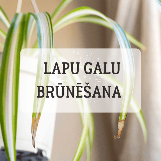 Kādēļ telpaugiem brūnē lapu gali? - www.augi-plants.lv