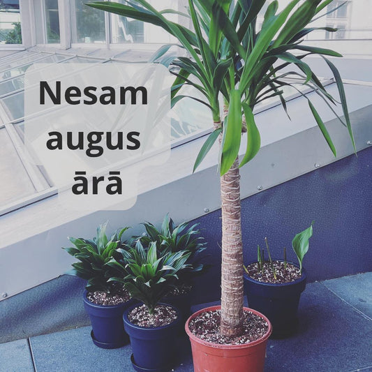 Ko ievērot ja nesat telpaugus vasarā ārā? - www.augi-plants.lv