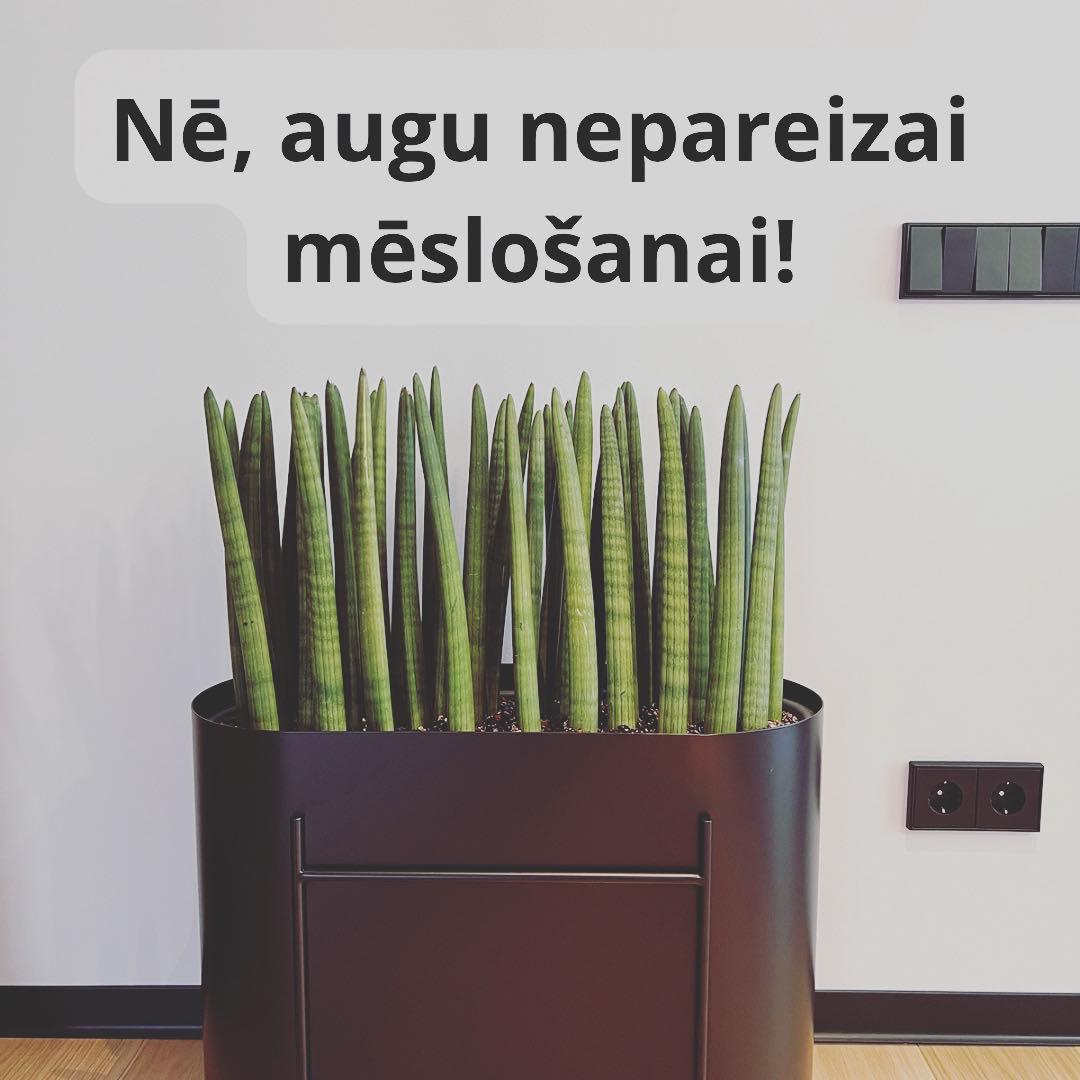 Ko ievērot mēslojot telpaugus? - www.augi-plants.lv
