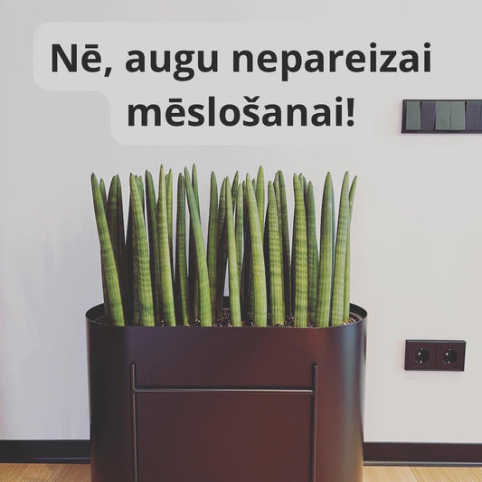 Ko ievērot mēslojot telpaugus? - www.augi-plants.lv